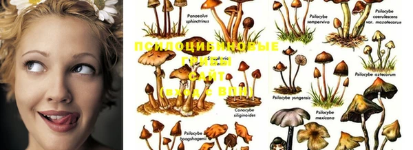 шишки Белоозёрский